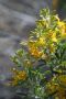 13JoshuaTree - 20